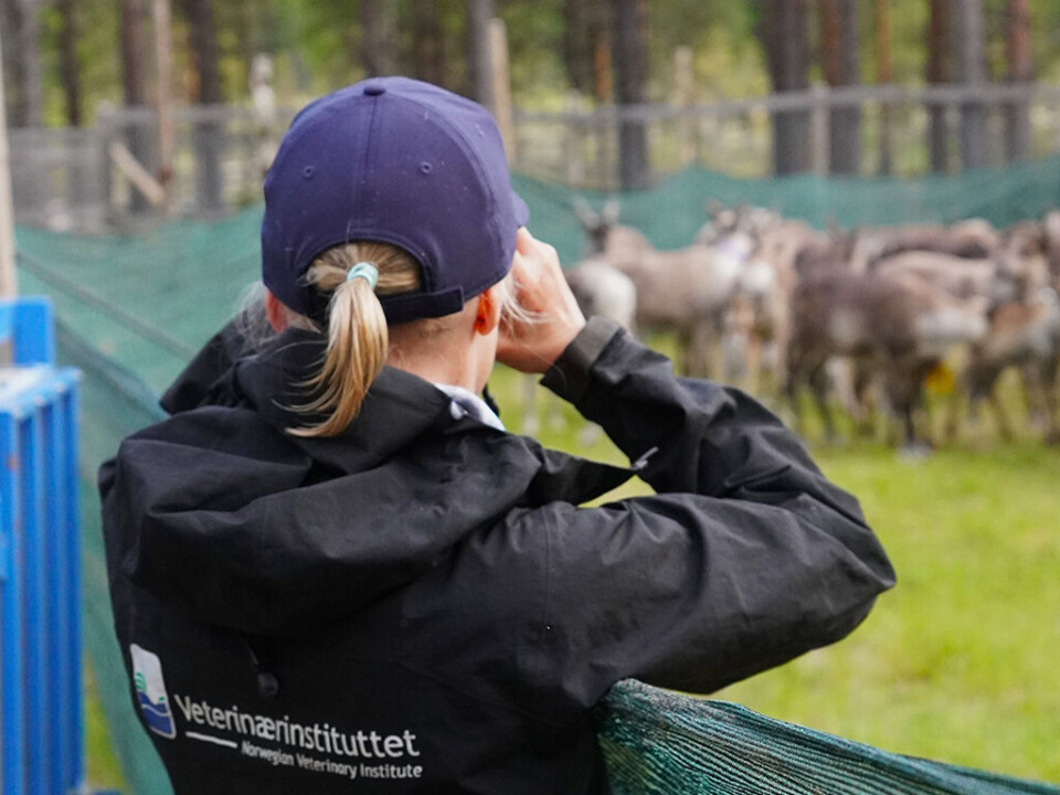 Ingebjørg Helena Nymo observerer tamrein før de skal ta ut blodprøver til forskningsprosjektet.