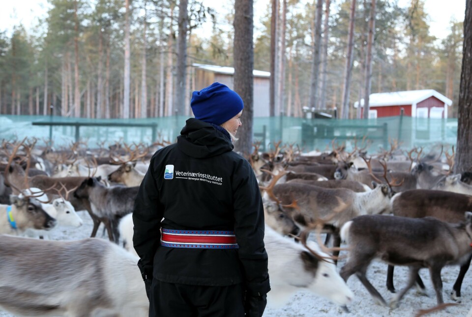 – Å måle nivåene av signalproteiner hos rein gir økt forståelse for hvordan reinens immunforsvar reagerer på ytre trusler, sier forsker Ingebjørg Helena Nymo.