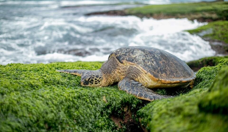 Forskere forventer en mangedobling av mengden mikroplast i havet utenfor Ecuador innen få år. Stillehavet huser blant annet havskilpadder.