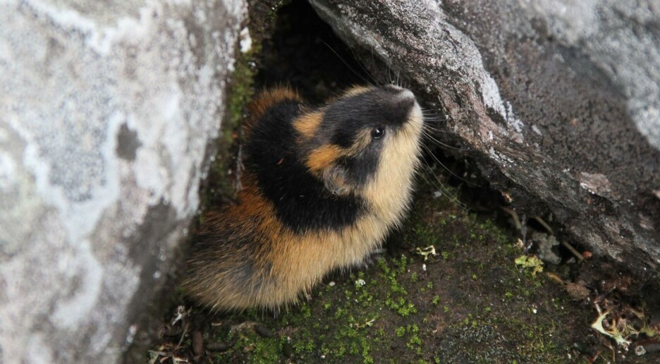 Norsk lemen er et av de yngste pattedyrene på jorda, viser ny studie