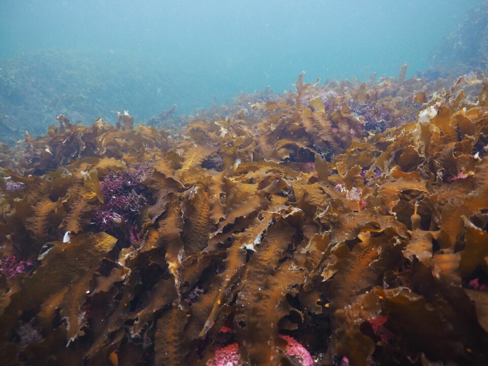 I Skagerrak og inne i fjordane veks taren sjeldan djupare enn til 15 meter. I klart vatn langt ute på kysten på Vestlandet og i nord kan skogane strekke seg heilt ned mot 30 meters djup. Dette er sukkertare.