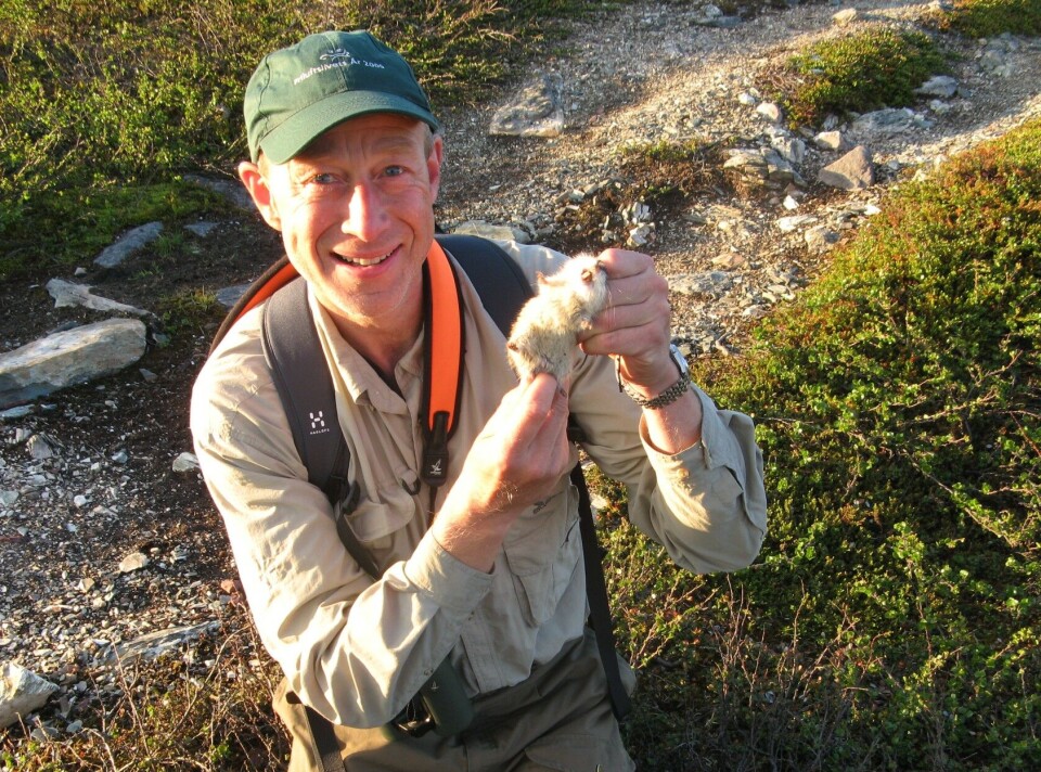 Rolf Anker Ims holder et lemen. Han er professor i økologi og leder av Klimaøkologisk Observasjonssystem for Arktisk Tundra (COAT). Mann holder lemen på fjellet.
