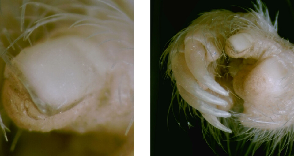 Negl på tommelen kan ha hjulpet disse dyrene med å spre seg over hele kloden