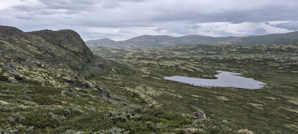 Her i Midt-Norge leter forskerne etter verdifulle mineraler og metaller