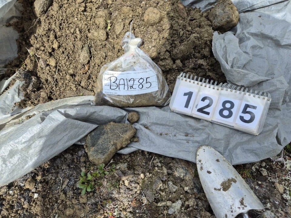 Jordprøver fra Guladekket. – Leteselskaper har sikret seg rettigheter og driver undersøkelser i flere deler av området vi kartlegger, forklarer Kari Aslaksen Aasly, leder for seksjon for mineralressurser på NGU.
