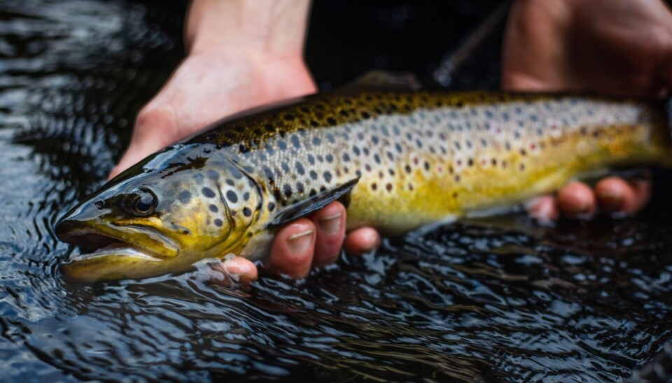 – Det er lett å skremme fisken, sier Nofima-forsker Vetle Skjold.