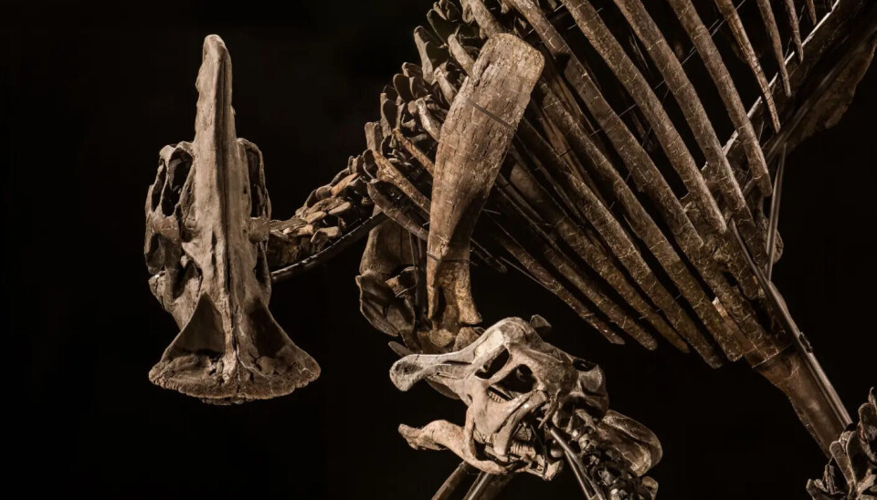 To av modellene skal være dinosaurene Zara og Zelda. De ekte skjelettene deres står utstilt på Naturhistorisk museum.