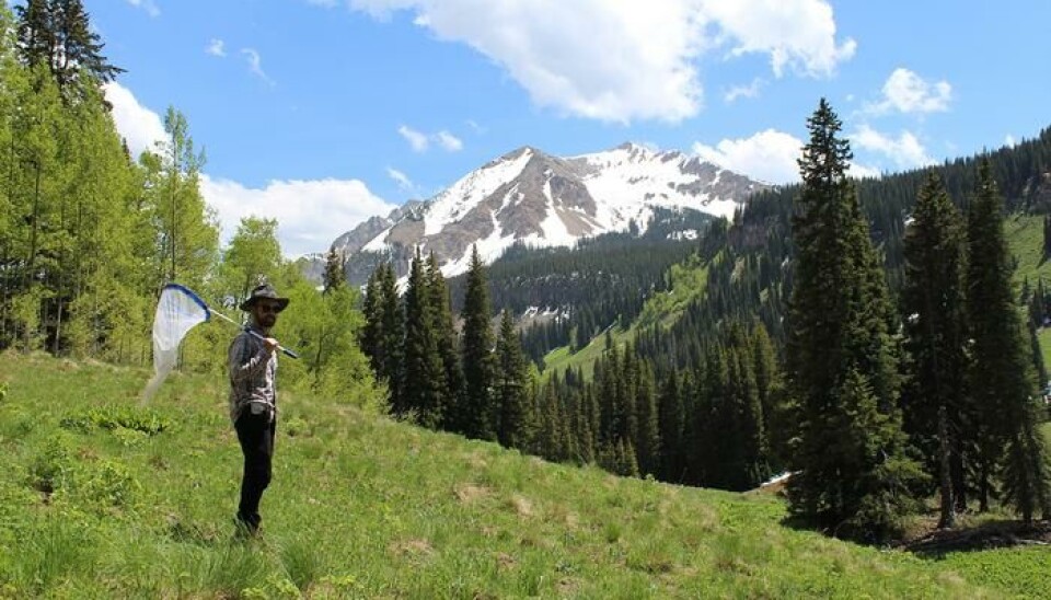 Justin Bain jakter på humler mellom fjelltoppene i Rocky Mountains.