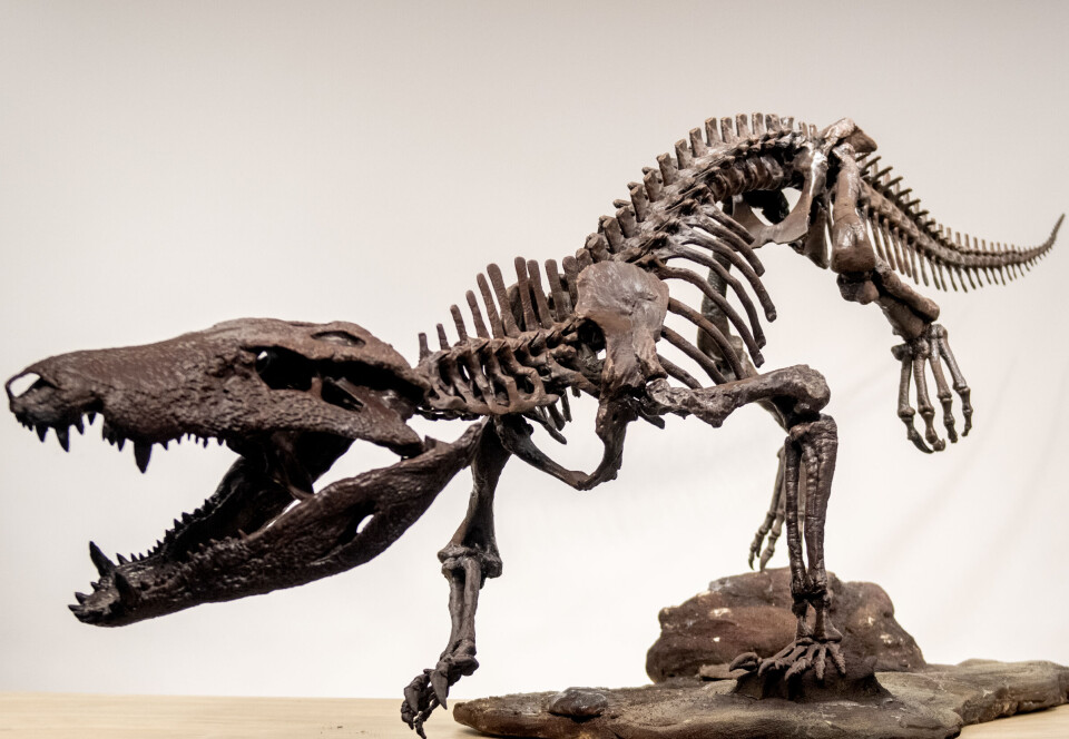 Her er en 3D-printet kopi av skjelettet til krokodillen Kostensuchus atrox.