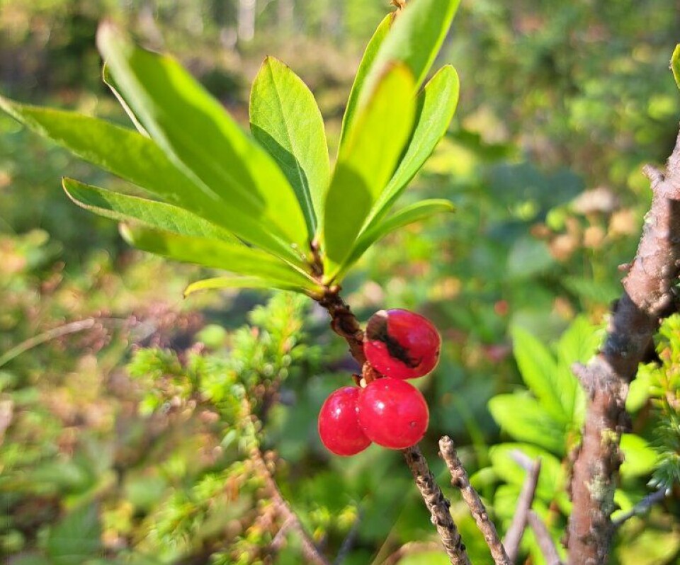 Dette er tysbast (Daphne mezereum), ikke teiebær.