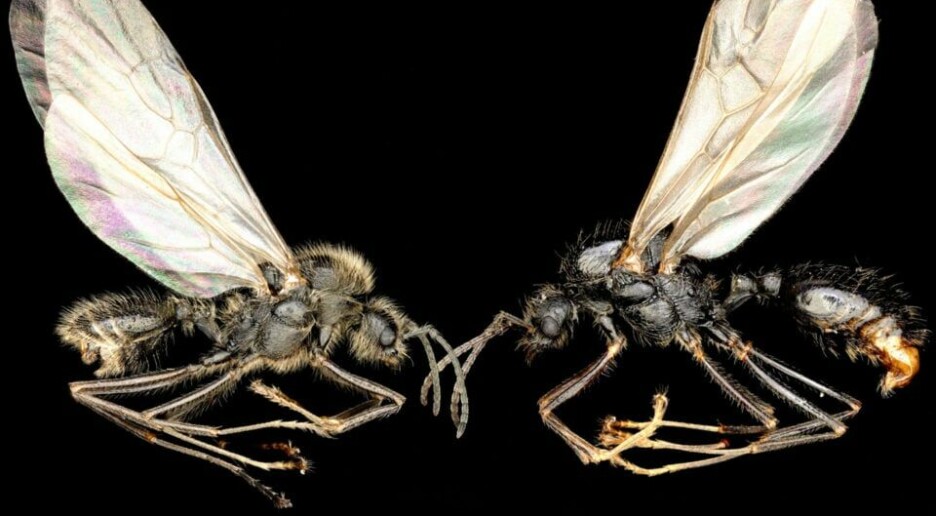 Denne mauren kan lage arbeidere av en annen art