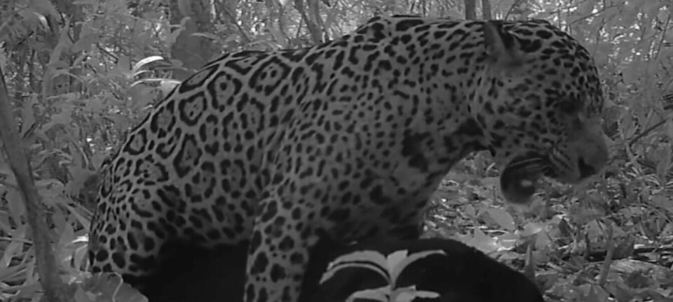 Jaguarsex fanget på kamera for første gang: Svart jaguar som parer seg i det fri