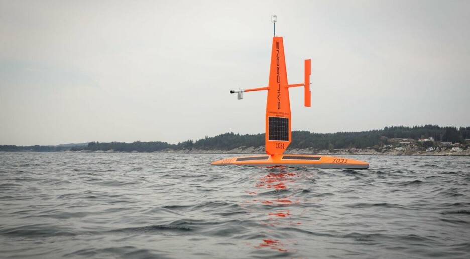 Drone med segl skal avsløre korleis denne fisken finn maten sin