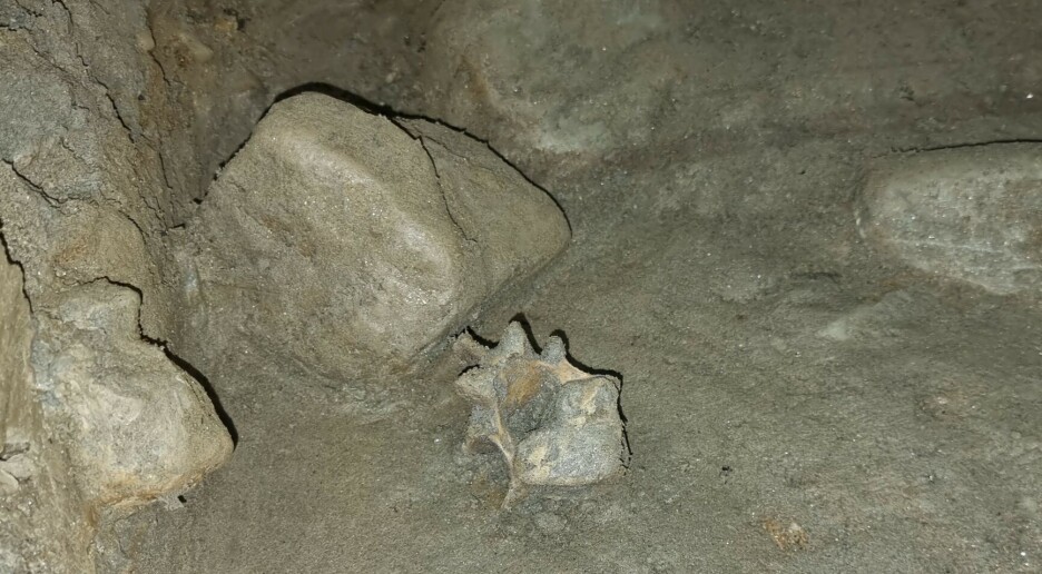Fant 46 dyr fra istiden i grotte i Narvik: – Ekstremt sjeldent