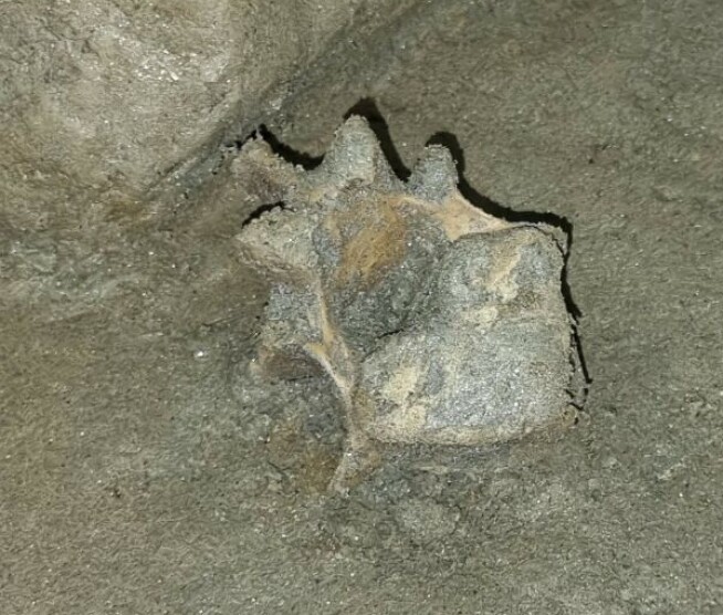 Gjorde en rekke funn i norsk grotte: – Ekstremt sjeldent og verdifullt