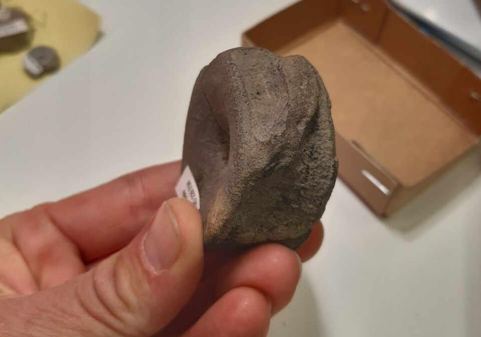 En av de fossilerte ryggvirvlene som ble brukt i studien.