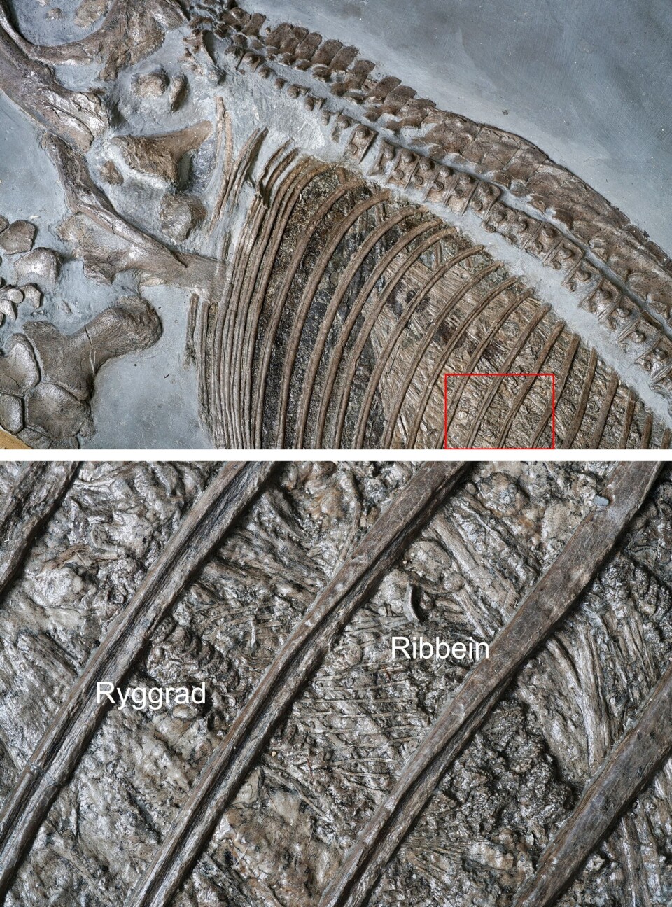 En sjelden gang finner paleontologer fossiler av fiskeøglefostre. Dette fossilet av en mor med fostre er nå utstilt på den geologiske utstillingen ved Naturhistorisk museum. Denne fiskeøgla er fra juraperioden, fra Holzmaden i Tyskland.
