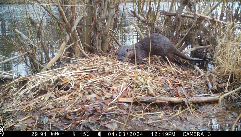 Her snuser en oter rundt på beverhytten.