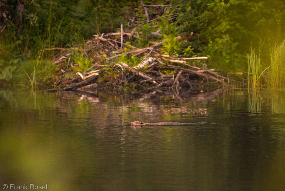 Beverhyttene kan forveksles med en haug med kvister.
