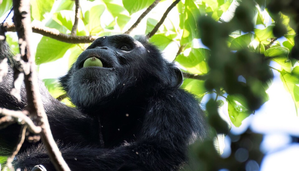 En sjimpanse spiser fra et fikentre i Uganda.