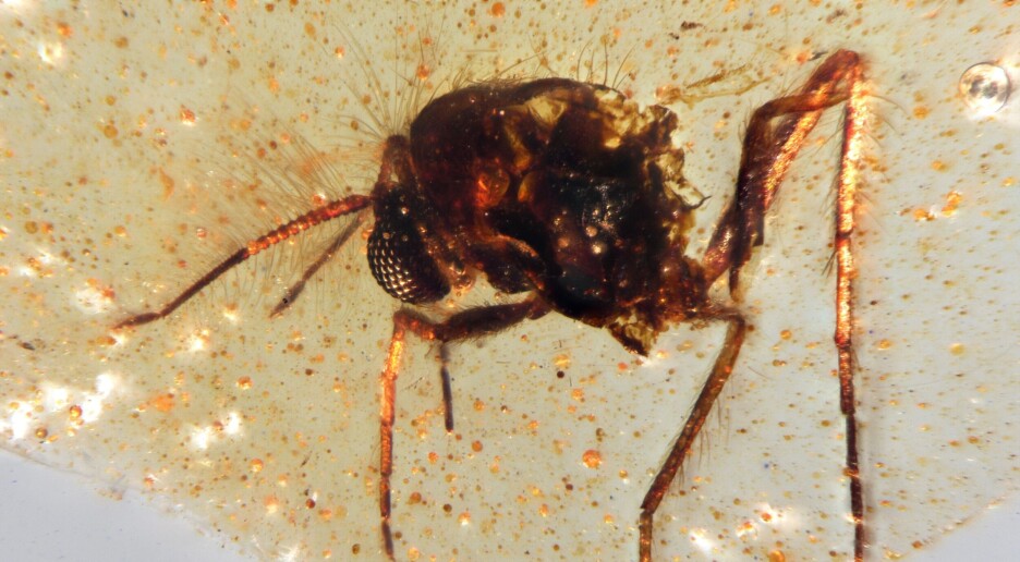 Da denne fluen ble fanget i kvae, var det fremdeles 46 millioner år til dinosaurene døde ut
