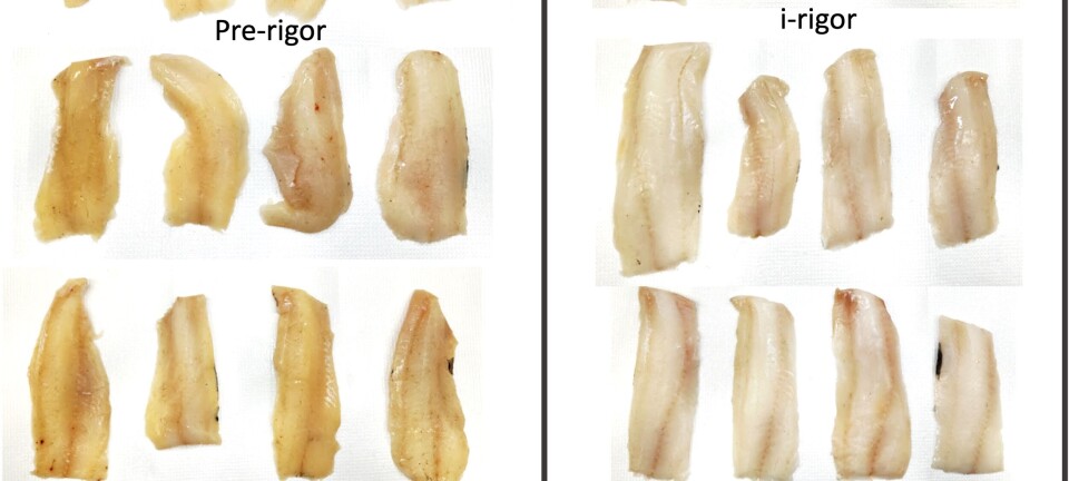 Fisk blir misfarget hvis den fryses for fersk