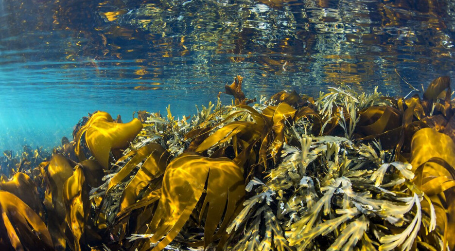 Kraftigste marine hetebølge på minst 30 år