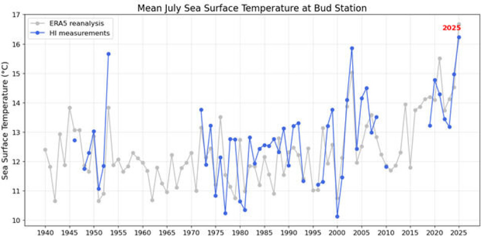 Havtemperatur i juli ved Bud stasjonen. Den blå linjen viser målinger fra Bud. Den grå linjen viser satellitt- og modellbaserte data.