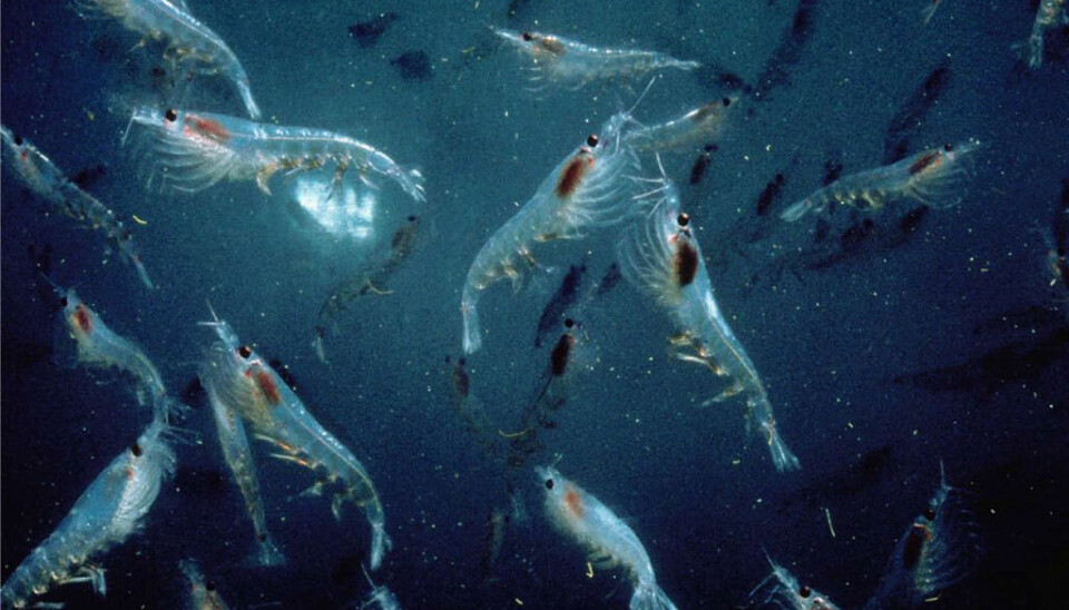 Antarktisk krill kan bli 6 centimeter lang. Antarktisk krill.