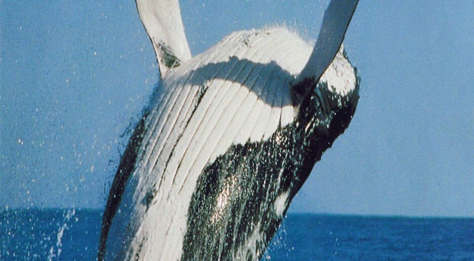 Her samles hvalene til krill-fest