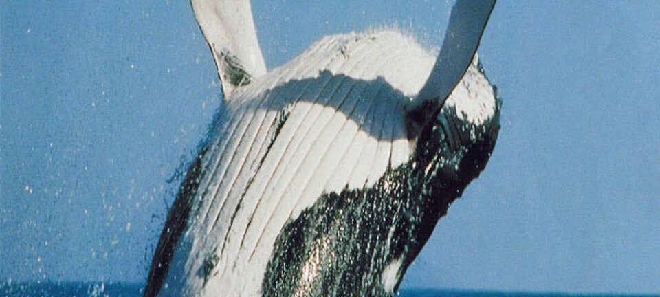 Her samles hvalene til krill-fest