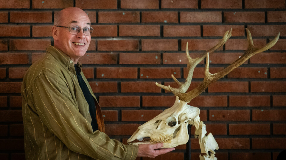 Professor Thomas Hansen sammen med en hjort.