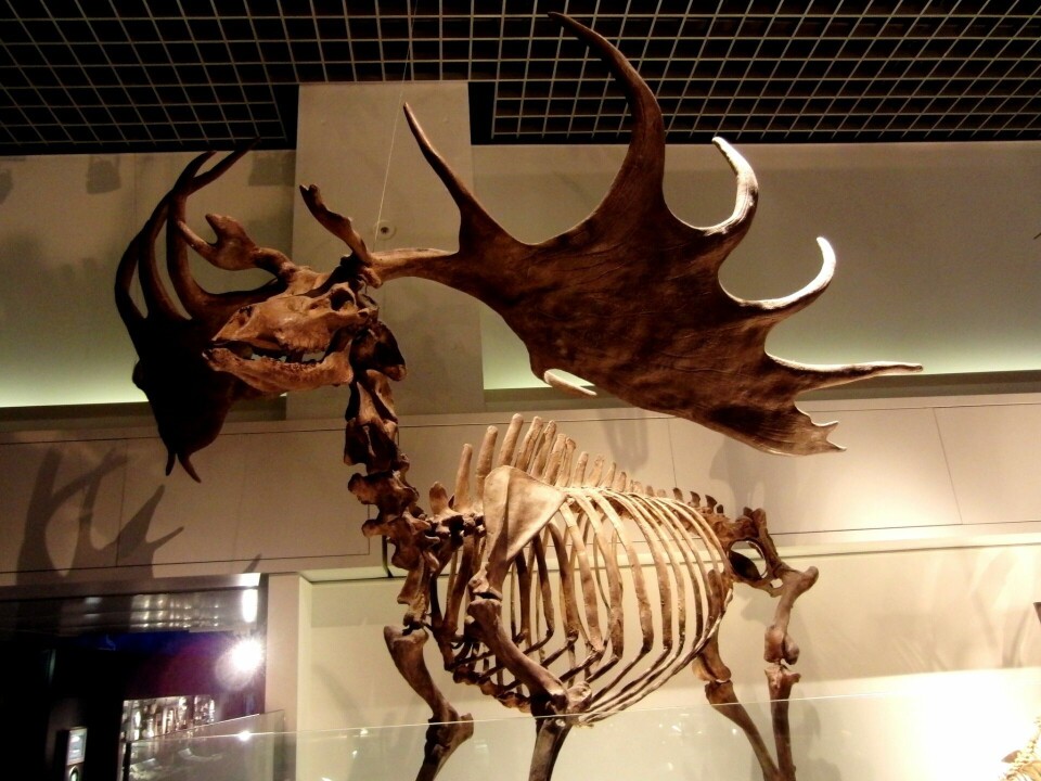 Megaloceros giganteus – den utdødde irske kjempen.