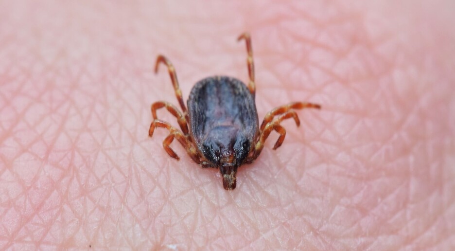 Flått: Sørlendingene tar for lett på farene, mens østlendigene er mer bekymret