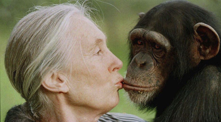 Jane Goodall er død – jobbet til det siste