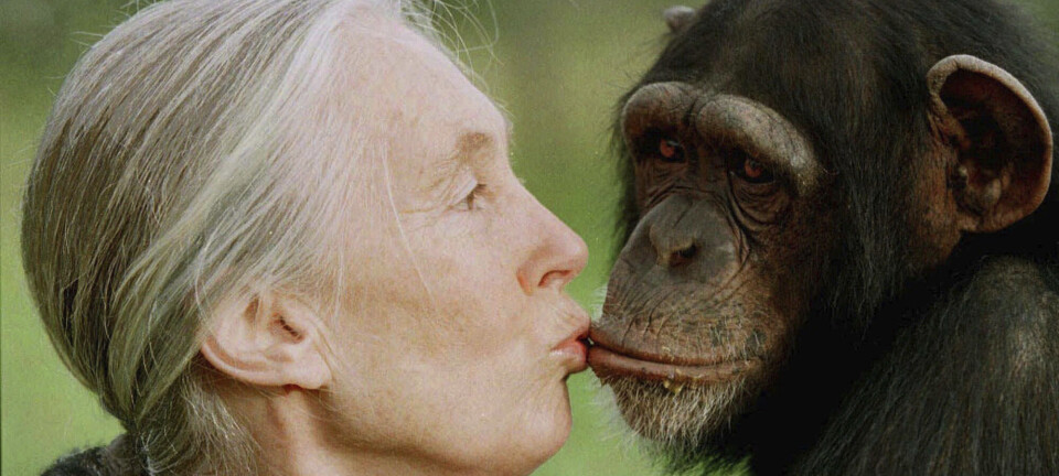Jane Goodall er død – jobbet til det siste