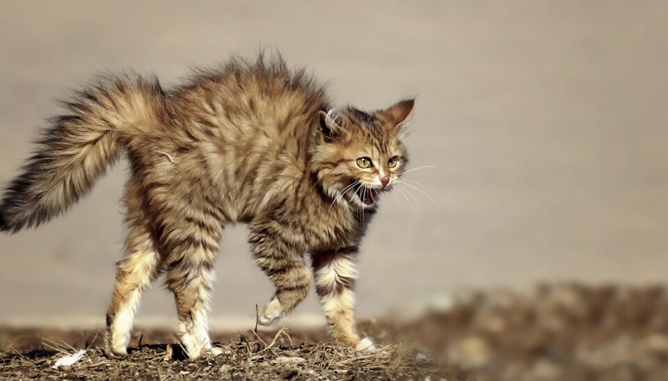 Kattepelsen reiser seg når katten blir redd. Da ser den plutselig større og farligere ut.