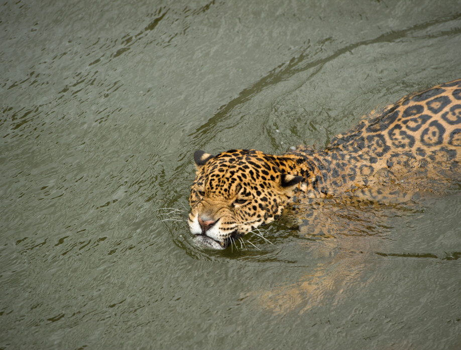 Jaguar satte svømmerekord