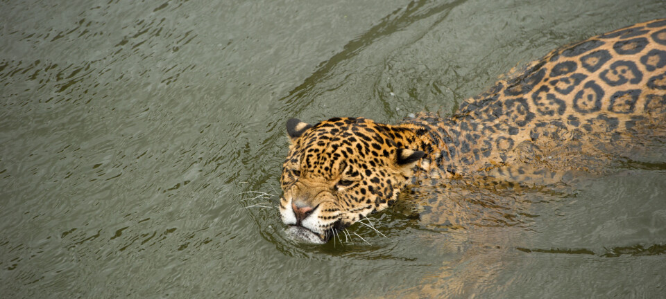 Jaguar satte svømmerekord