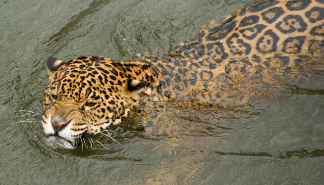 Jaguar satte svømmerekord