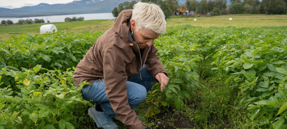 Matberedskap: – Det kan være lurt å øve på å dyrke grønnsaker, sløye fisk og fyre bål