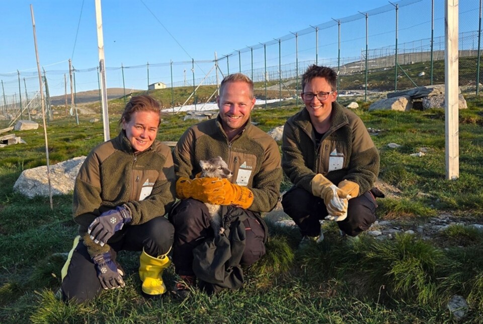 Veterinær Marianne Waldum Furnes (t.v.), seniorforsker Craig Jackson og forsker Kristine Ulvund. 31 valper er vaksinert og merket og er klare for å styrke bestanden av den sterkt truede arten.
