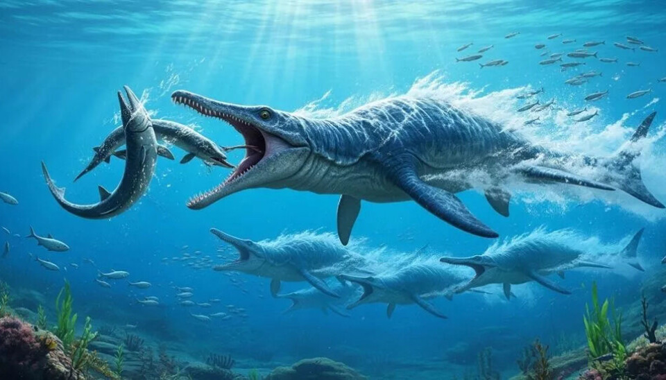 Mosasauren – et annet marint reptil enn plesiosaur – har fått en viktig rolle i flere av Jurassic World-filmene. Stort, krokodillelignende havdyr åpner gapet, fullt av tenner, over en mindre, gjeddelignende fisk. Det er flere fisker og mosasaurer i nærheten.