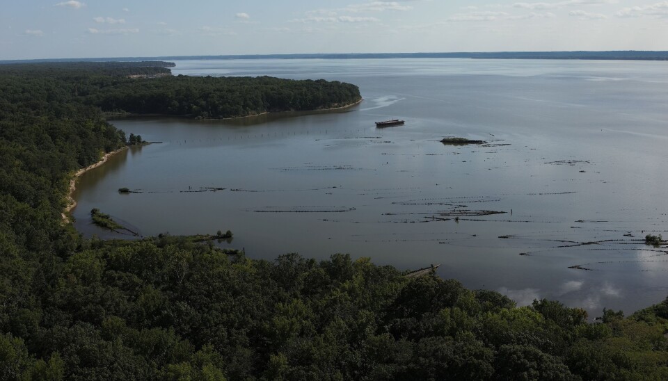 Mallows Bay i Potomac-elven i USA er full av gamle skipsvrak. Bildet viser en vid bukt med mange skipsvrak. De fleste ligger like i vannflata.