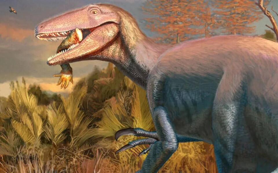 Ny megaraptor funnet – med siste måltid i munnen