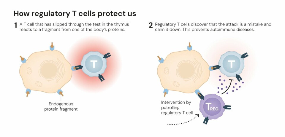 Mekanismen bak regulatoriske T-celler, som er immunceller som undertrykker immunsvar.
