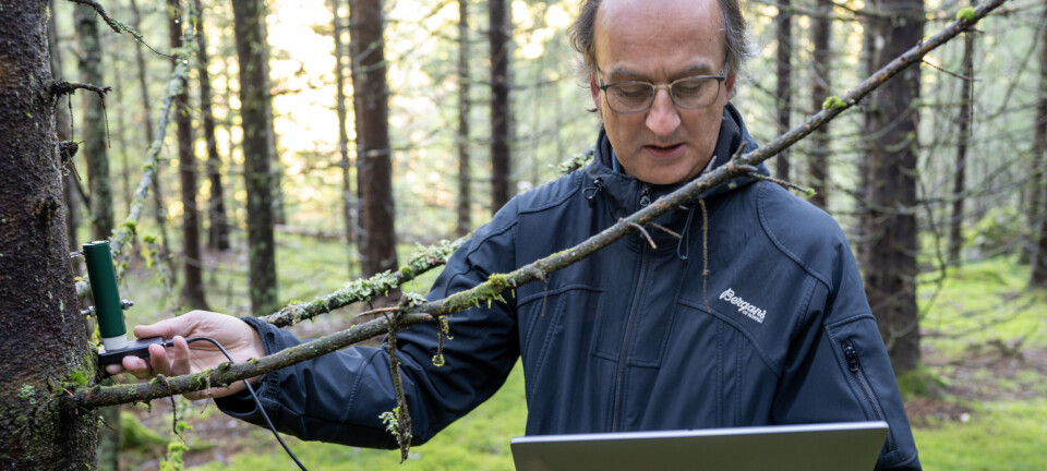 Skogen sluttet å vokse: Slik vil skogforskerne løse mysteriet