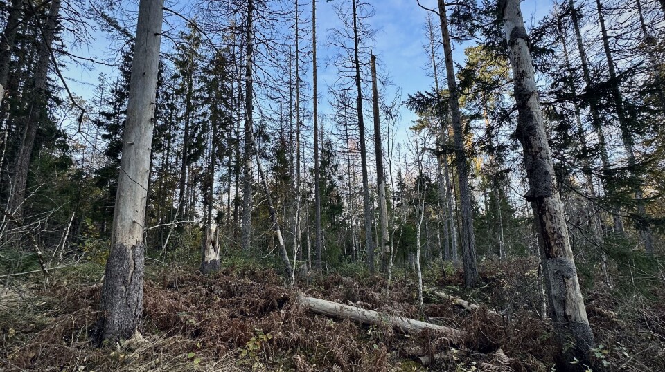 Norske skoger har tatt opp enorme mengder CO2. Årene med stadig økende vekst og CO2-opptak i skogen ser ut til å gå mot slutten.