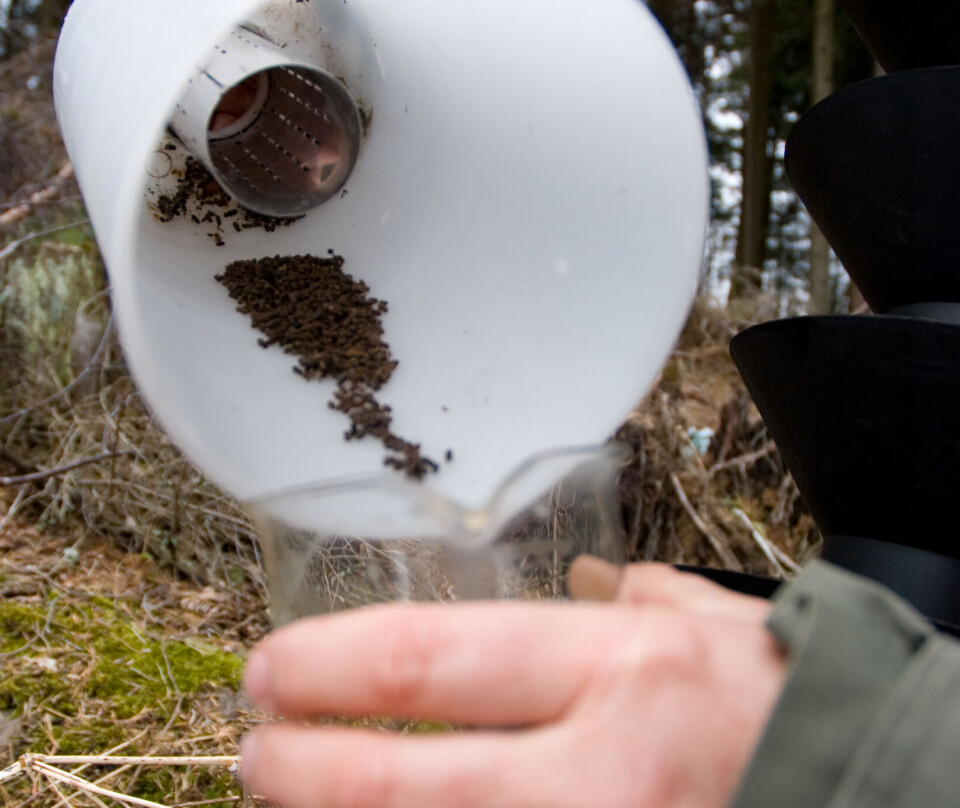 Selv om fangsten av barkbiller i 2024 gikk ned i mange norske fylker, er Krokene bekymret for utviklingen på litt lengre sikt.