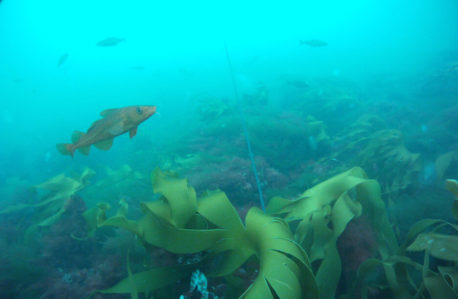 Slik hjelper fisk havet med å lagre karbon